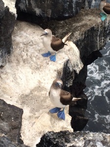 Blue footed Boobies
